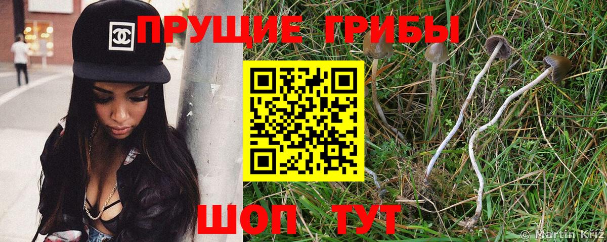 Бузулук  Псилоцибиновые грибы Cubensis  Вход с VPN 